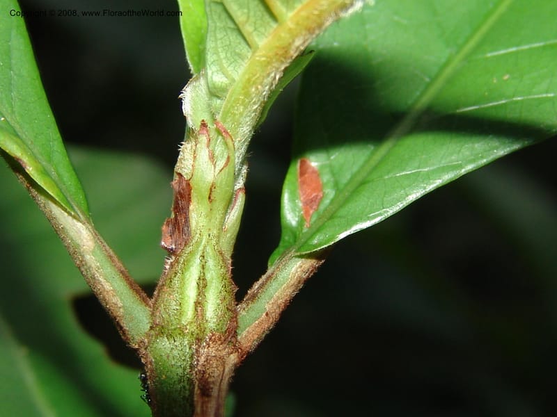 Psychotria vogeliana, MLeal1133--Gabon. Prov. Ogooue-Iv. Res. Lope. Sommet Main. 19 Apr 06. 182.jpg