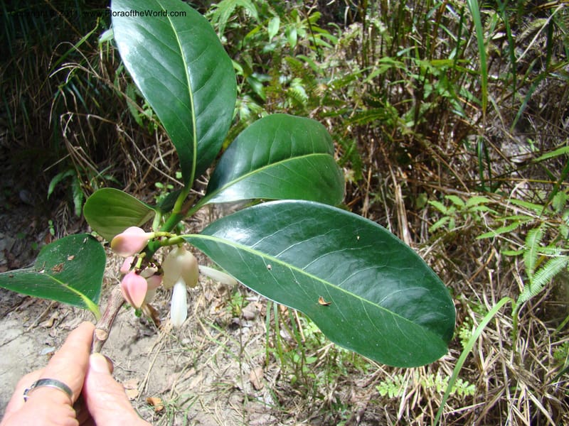 Crossostylis grandiflora,  Munzinger, J 4754--New Caledonia, Prov N, Les Trois Creeks,  13 Nov 2007, 024 (4).jpg