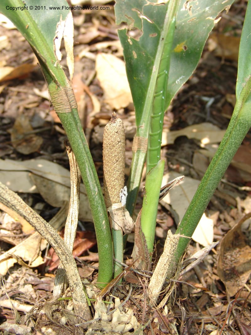 Anthurium plowmanii, AraujoM2908--Bolivia. F. Tamayo. Rio Machariapu. 17 Sep 06. 283 (9).jpg