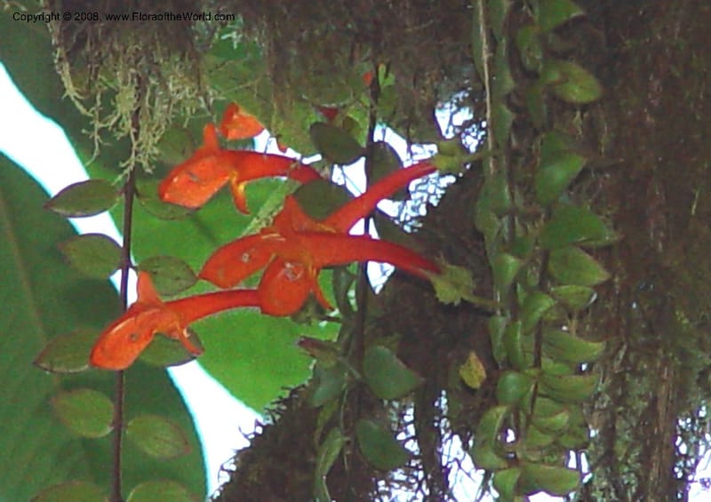 Columnea microphylla--Costa Rica. At La Paz Waterfall. 1 Mch 02. 004C.jpg