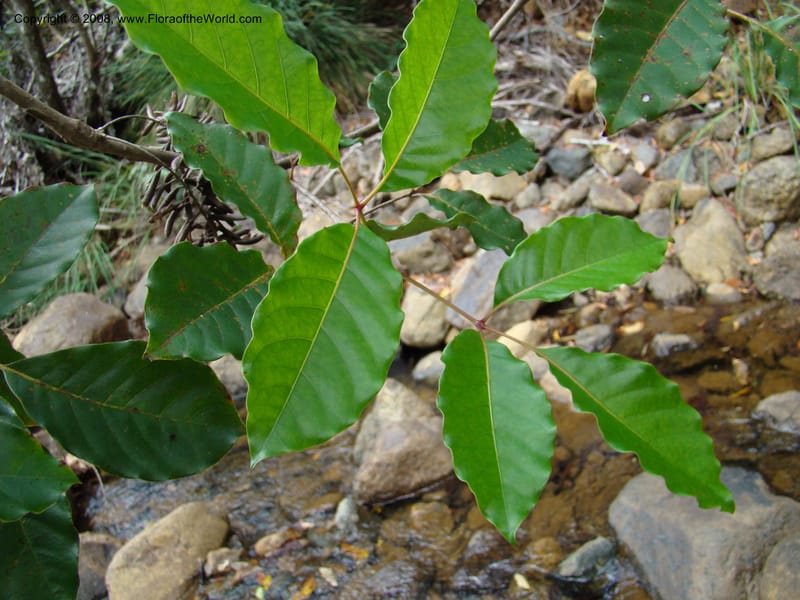 Geissois, JMunzinger4685--N.Caled. RT 1, Avangui For., Hervrouet Cr. 12 Nov 07. 063.jpg