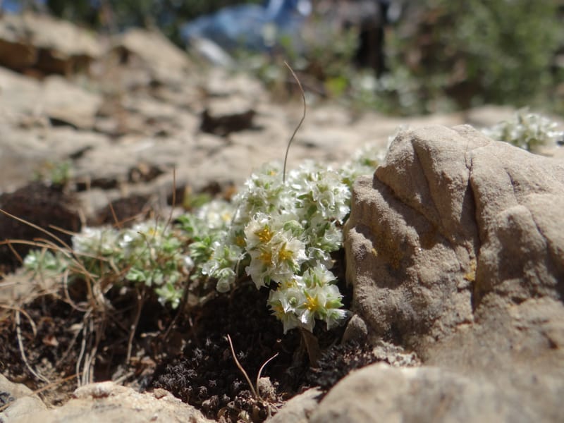 Paronychia kurdica--Iraq. Kurdistan. Shakh-i-Pira Magrun. 24 May 2013. DSC05074 (137).JPG