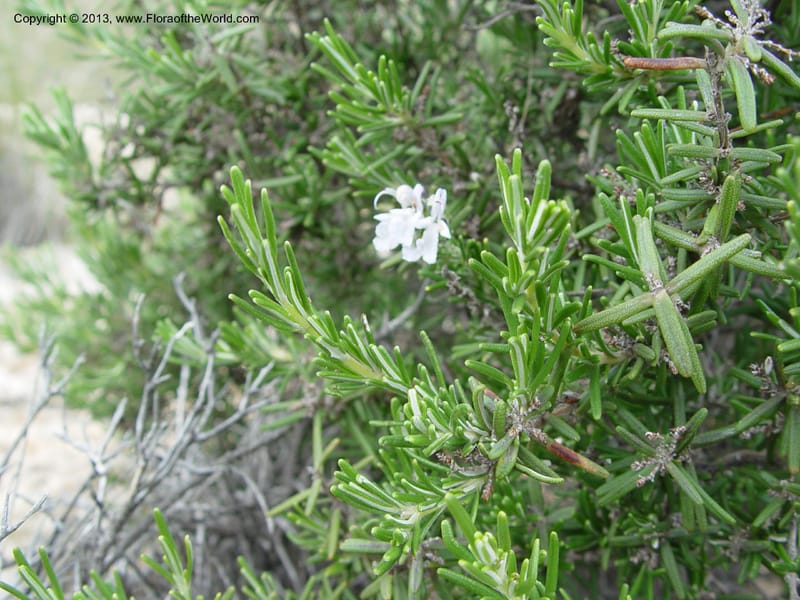 Rosmarinus officinalis--Cabo de Gata. 16 Apr 04. 271 (2).jpg