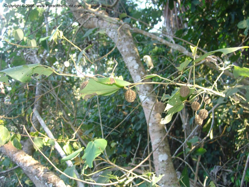 Byttneria pescapraeifolia, AAraujoM3139--Bolivia.  Pq. Nal. Madidi. Laguna Chalalan. 26 Sep 06. 001.jpg