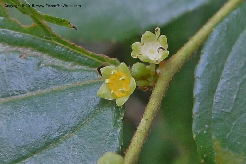 Ziziphus, Regalado 1915--Viet Nam. Da Ha to Tan Not R. Sta. 14 May 2011. 092 (4).jpg