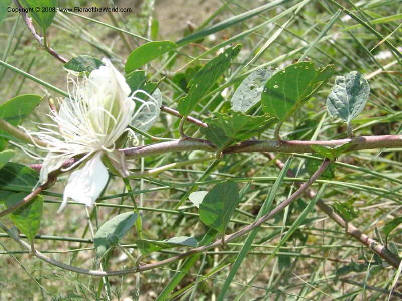 Capparis herbacea--Georgia. Shio Mgvime Monastery road. 12 Jun 05. 162.jpg