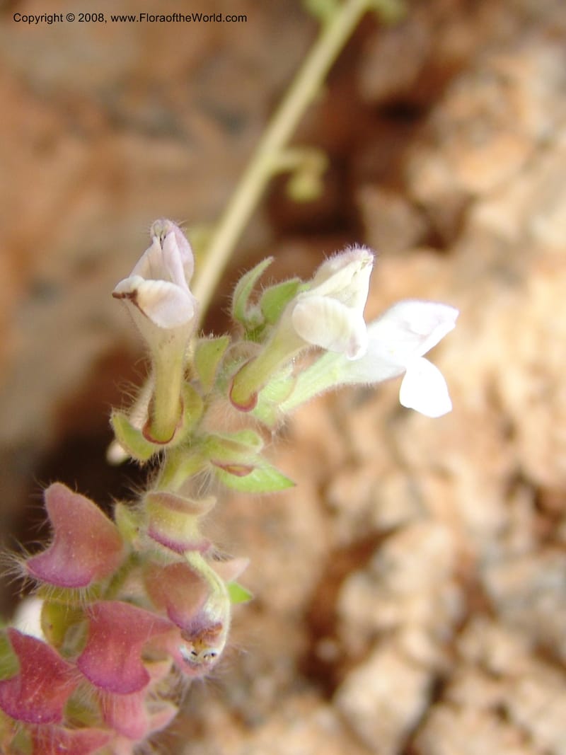 Scutellaria sieberi--Crete. Ep. Kydonia. Akrotiri. Trail Gouvernetos . 23 May 05. 066.jpg
