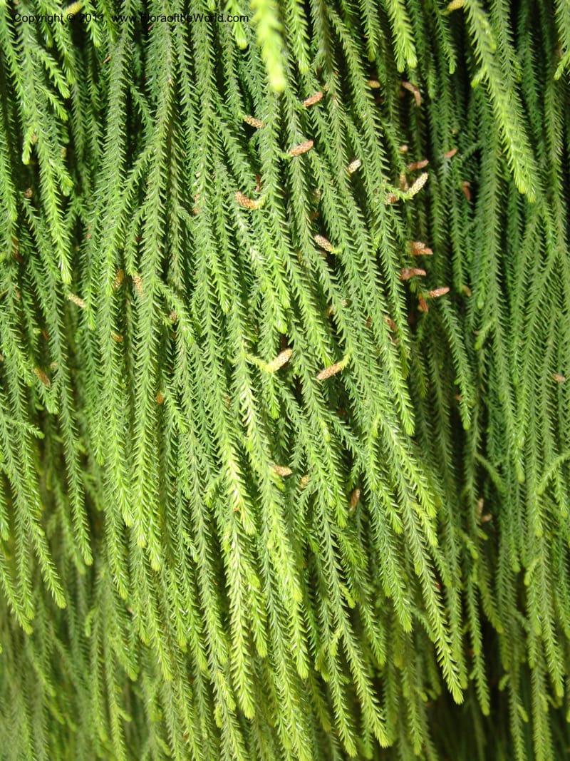 Dacrydium cupressinum--CA. Mendocino Co. Mendocino Coast Bot. Garden. 25 Jun 06. 121.jpg