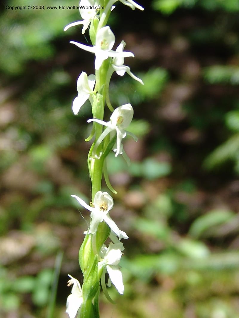 Platanthera dilatata v. leucostachys--ID. Valley Co. Sylvan Beach reservoir and trail. 24 Jul 05. 133.jpg