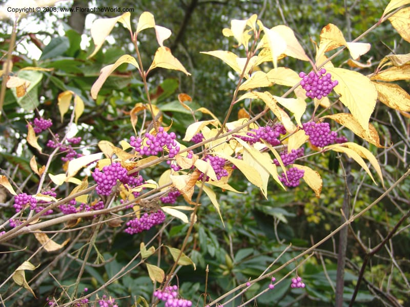 Callicarpa mollis, 86.0373--CA. UC Berkeley Bot. Garden. 8 Dec 06. 090.jpg