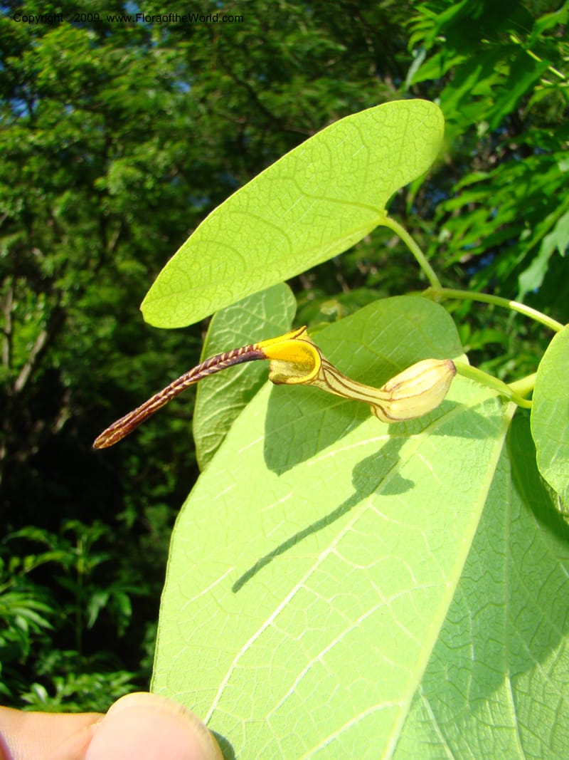 Aristolochia, WDStevens27310--Nicaragua. N.Segov. S of Ocotal, on Pan Am Hwy. 18 Jun 08. 002.jpg