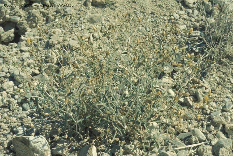 Mentzelia leucophylla, CDavidson5741--CA. S. Bernardino Co. Clark Mtn., Keany Pass. 28 May 77. 001.jpg