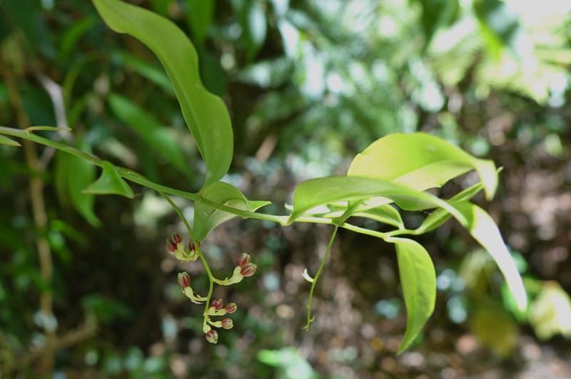 Petermannia cirrosa, Davidsonm C 13363--Australia. Qld. Springbrook N.P. Mt. Cougal Sect. 19 Oct 2016. DSC03346 (25).JPG
