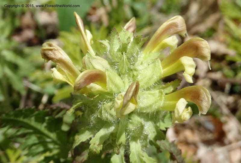Pedicularis canadensis, Davidson, C 12963--North Carolina. Trans. Co. NC 215 and BRP. 12 May 2015. DSC04292 (47).JPG