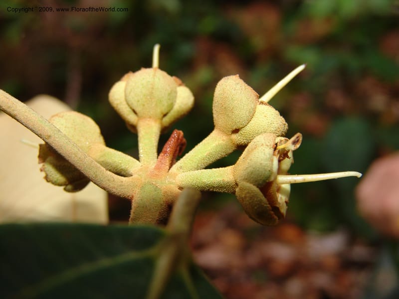 Blakea, DNeill15917--Ecuador. Prv. Zam. Ch. C del Condor. Wawaime plot. 22 Sep 07. 437.jpg