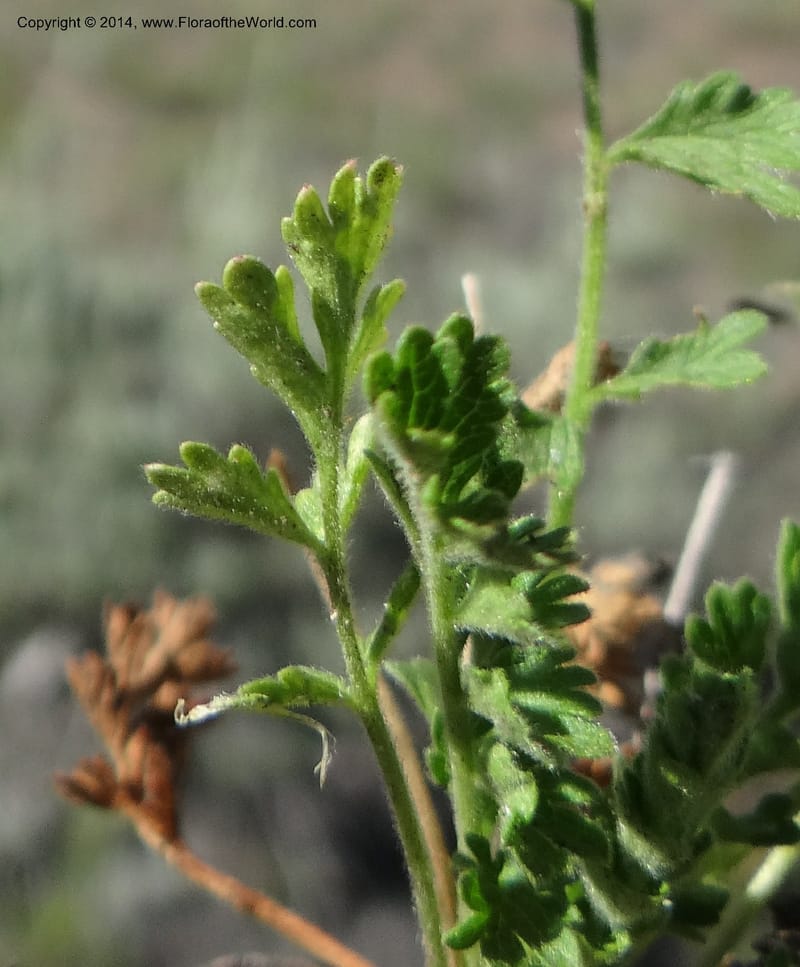 Horkelia fusca var. parviflora, Davidson, C 12198--ID. Custer Co. 1.6 mi from Hwy 75 on Redfish Lake Rd. 13 Jul 2013. DSC06785 (54).JPG