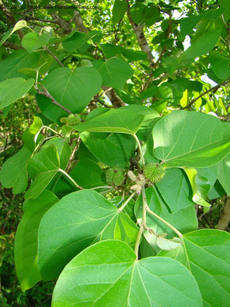 Croton, WDStevens27296--Nicaragua. Matagalpa. Kukamonga N of Esteli. 17 Jun 08. 131.jpg
