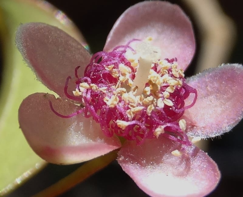 Archirhodomyrtus, Callmander, M 1272--New Caledonia. PinPin. 20 Nov 2015. DSC03938 (231).JPG