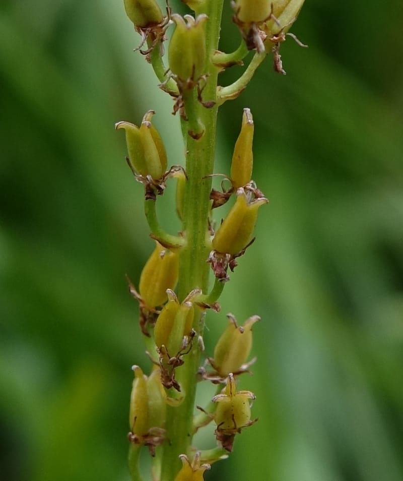 Japanolirion osense--Japan. Hokkaido. Teshio Exptl. For. 3 Aug 2016. DSC00757 (34).JPG