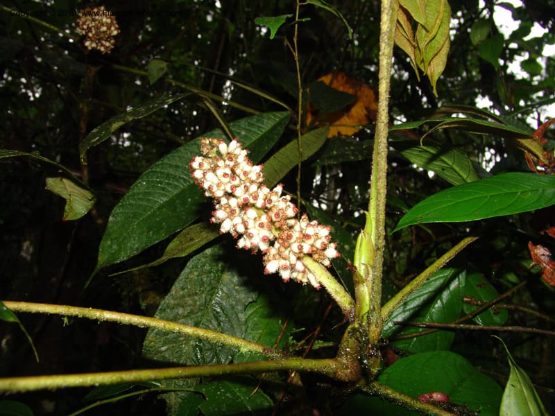 Schefflera lasiogyne, Croat 95708--Ecuador. Maquipucuna Biol. Res. Send. Princip. 11 Mar 06. 046.jpg