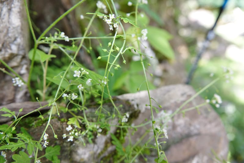 Yinshania acutangula subsp. wilsonii, C. Davidson 13755--China. Sichuan. Yibailingba-gou. 12 Aug 2017. DSC04660 (666).JPG