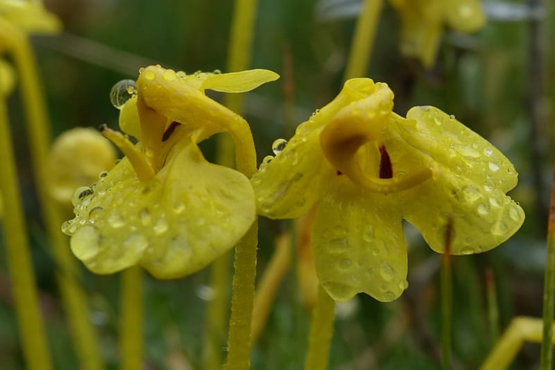 Pedicularis, C. Davidson 13785--China. Sichuan. Daocheng Xian. 14 Aug 2017. DSC05676 (14).JPG