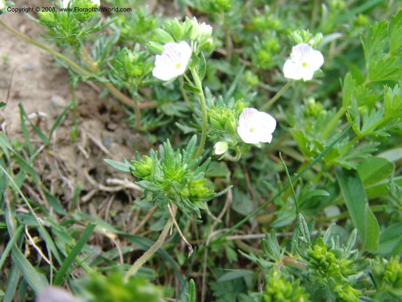 Veronica chamaedrys--Georgia. Kazbeki . Trail-road to Sameba Church. 2 Jun 05. 117.jpg