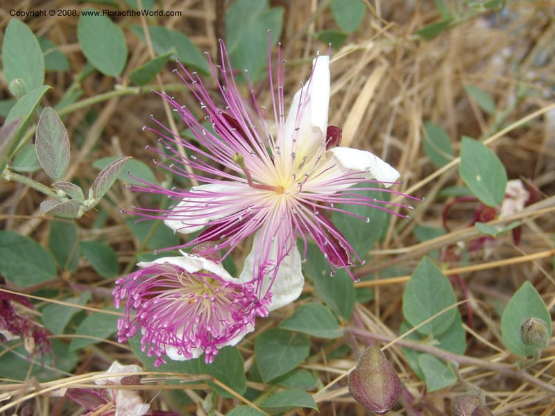 Capparis sicula ssp sicula--Crete. Btwn Almerida and Kalives. 26 May 05. 002.jpg