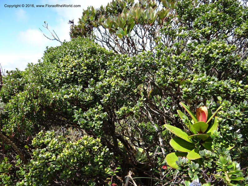 Symplocos nana, Ulloa, C 2308--Ecuador. Loja. Podocarpus NP. Cajanuma. 29 Sep 2012. DSC05265 (503).JPG