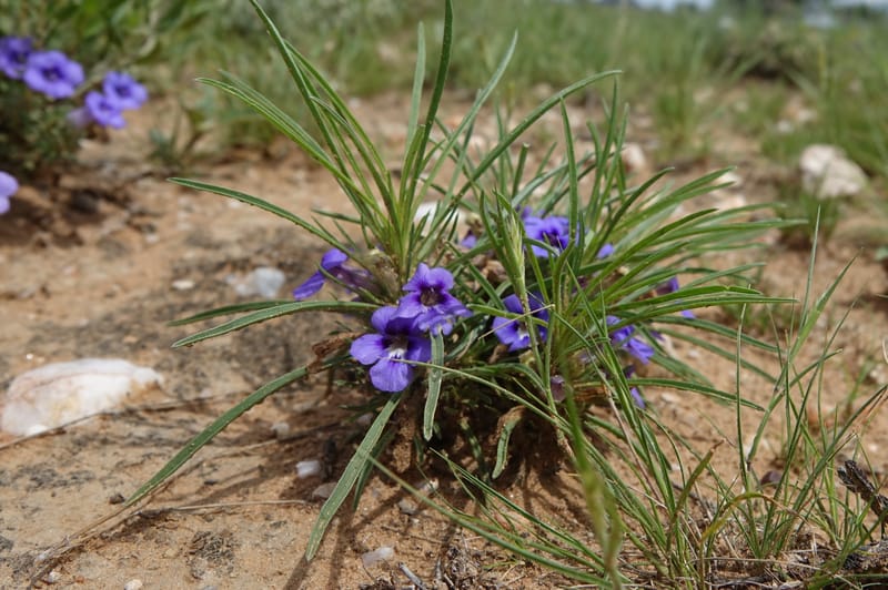 Aptosimum lineare--Namibia. Hwy B1. Odom 59. 25 Mar 2018. DSC03326 (38).JPG