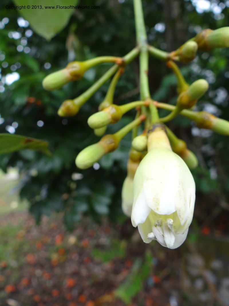 Fagraea, S.98879--Malaysia, Sarawak. Kubah Nat. Park. 28 Mar 2012. DSC05973 (71).JPG