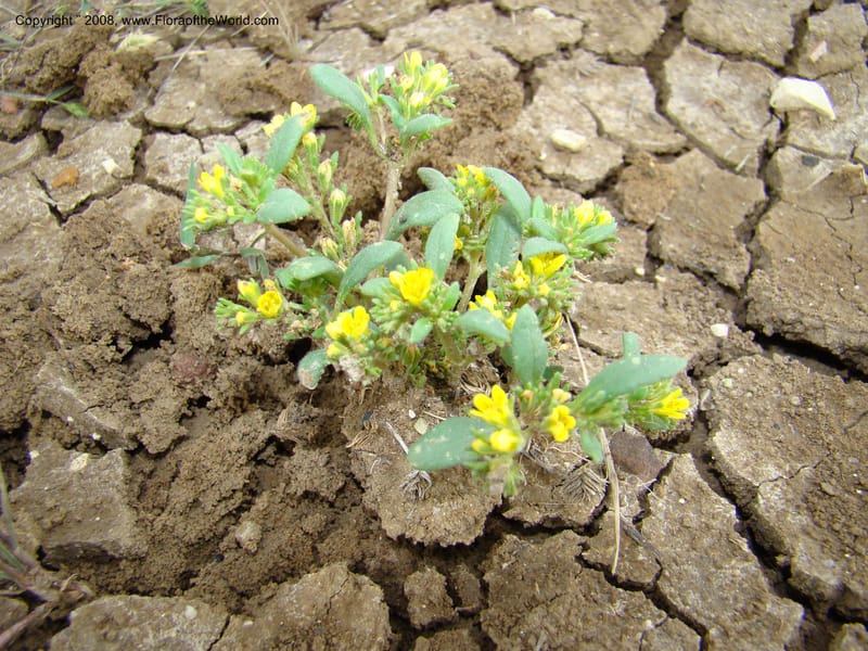 OR. Malheur Co. Leslie Gulch. 1 Jun 08. 035.jpg