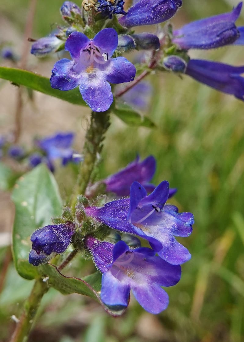 Penstemon albertinus, C. Davidson 13840--ID. Shoshone Co. Freezeout Rd. FR 301. 10 Jul 2018. DSC06582 (263).JPG