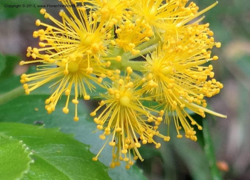 Azara, WDS 34074--Chile. Reserva Nac. Los Queules. 15 Feb 2013. DSC01158 (59).JPG