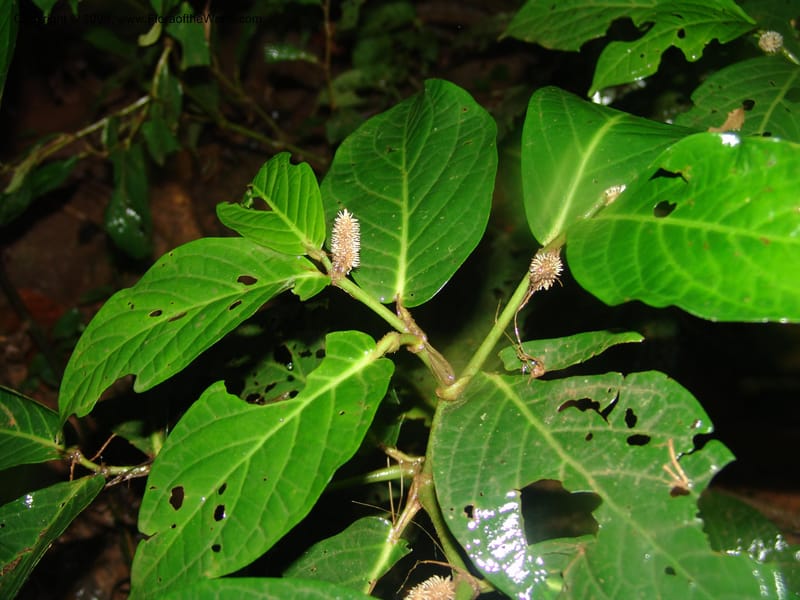 Piper longestylosum, AAraujoM1172--Bolivia. Pq. Nac. Madidi. Rio Tuichi, Rudidi Cr. 28 Nov 04. 084.jpg
