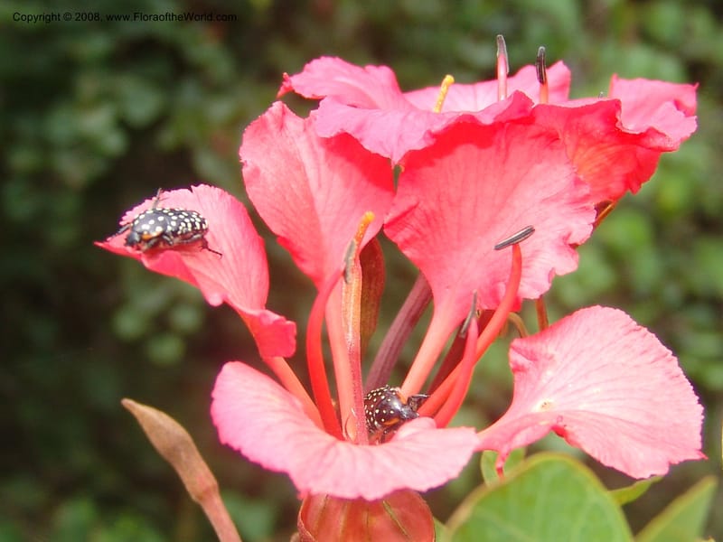 Bauhinia galpinii--So. Africa. Mpumalanga. Karino. Whyte Thorne. 19 Mch 05. 181.jpg