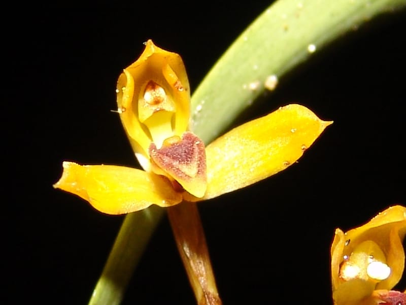 DNeill15753--Ecuador. Prov. Zamora Ch. Silica Mine, Las Orquideas. 15 Sep 07. 655.jpg
