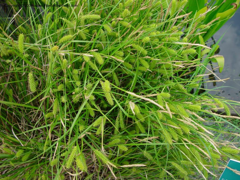 Carex vesicaria--France. Paris. Jardin des Plantes. 30 May 03. 055.jpg