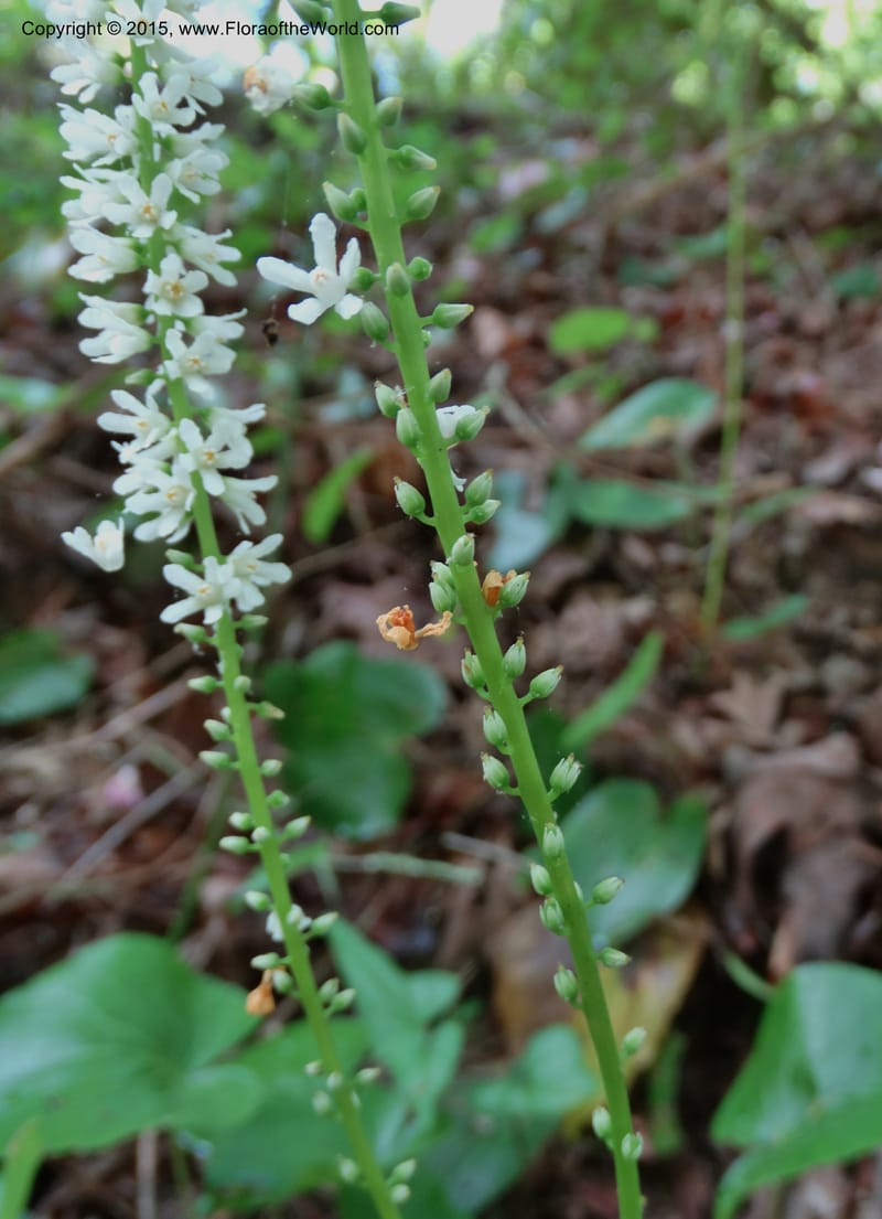 Galax urceolata, Davidson, C 13049--South Carolina. Oconee Co. Brasstown Cr. 19 May 2015. DSC06413 (176).JPG