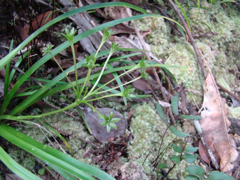 Campynemanthe, Munzinger, J 4843--New Caledonia, Dogny, 19 Nov 2007,  063 (4).jpg