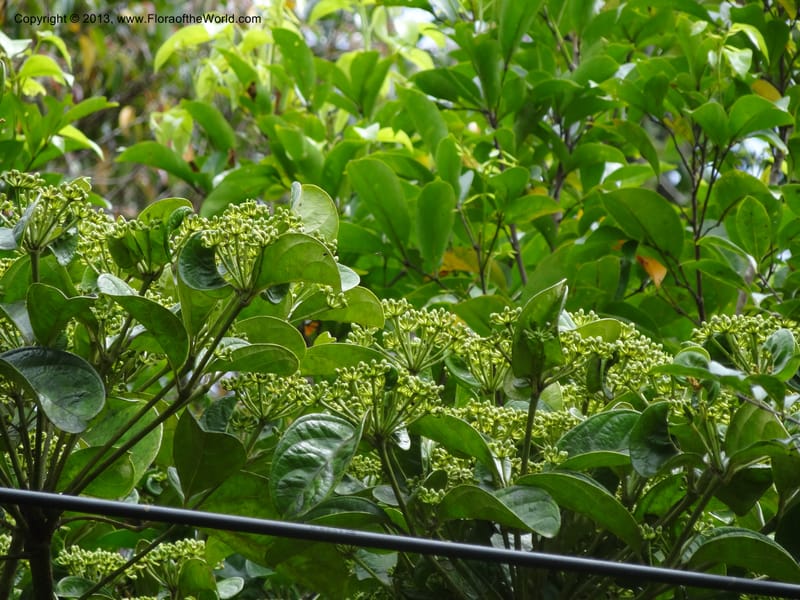 Aralia, SAN.153245--Malaysia, Sabah. Tawai For. Res. 9 Apr 2012. DSC07890 (96).JPG