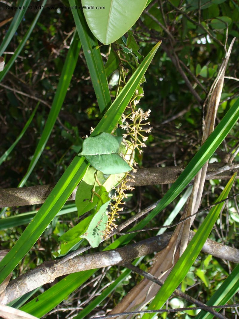 Citronella, P. Lowry 7215--New Caledonia. 618.jpg