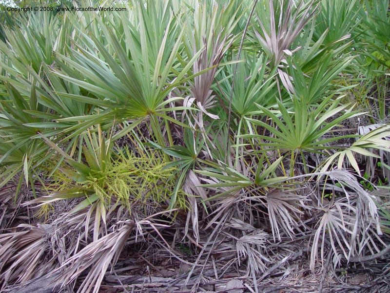 Serenoa repens--FL. St. Lucie Co. N of Ft. Pierce. 17 Jan 03. 016.jpg