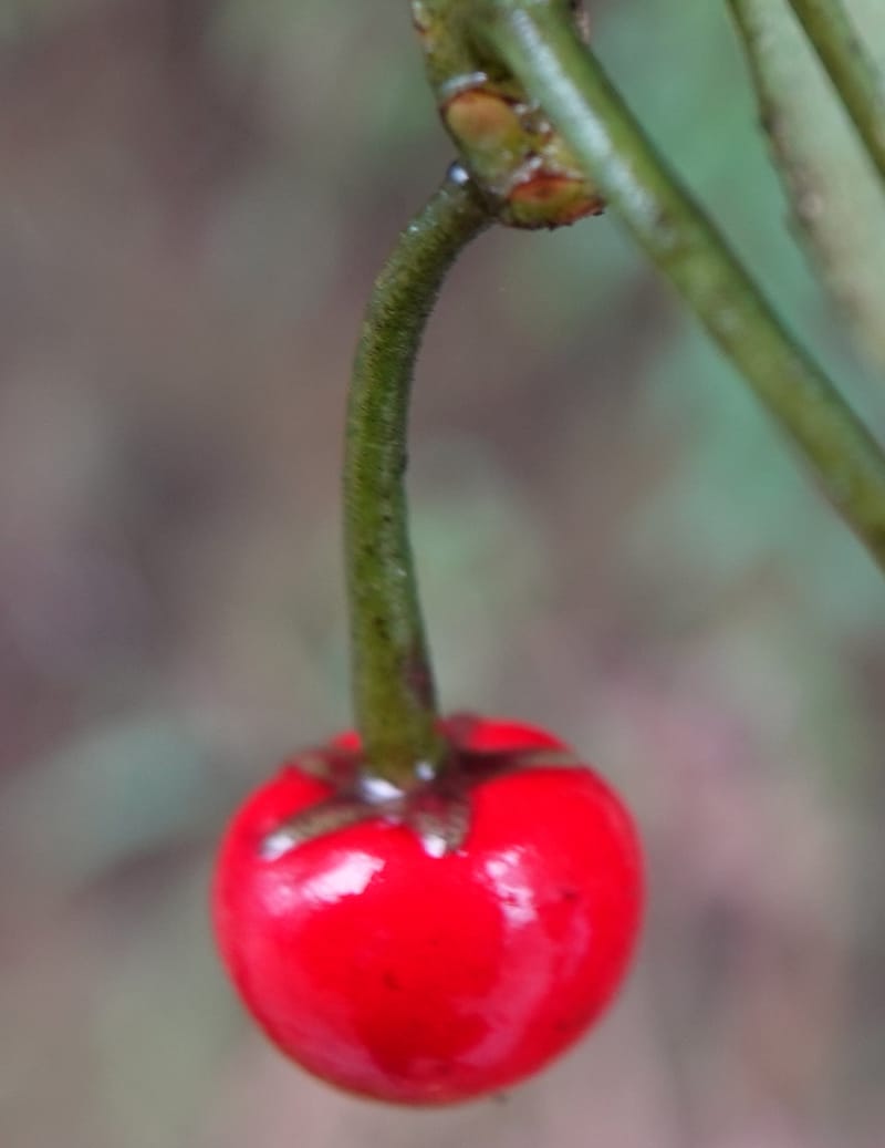 Ardisia virens, D. Boufford 44152--China. Yunnan. Bam Po village. 5 May 2018. DSC02406 (212).JPG