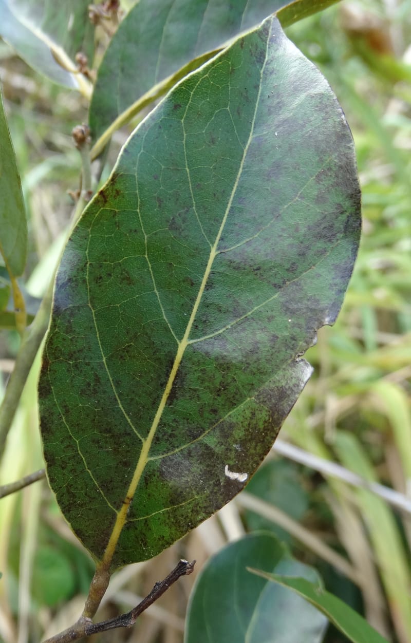 Cryptocarya, Lowry, P 7340--Fiji. Vesidrua Vill. 5 Nov 2015. DSC09215 (121).JPG