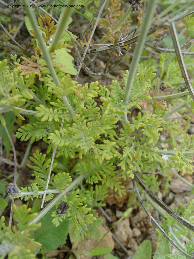 Lavandula multifida--Cabo de Gata.  16 Apr 04. 368 (8).jpg