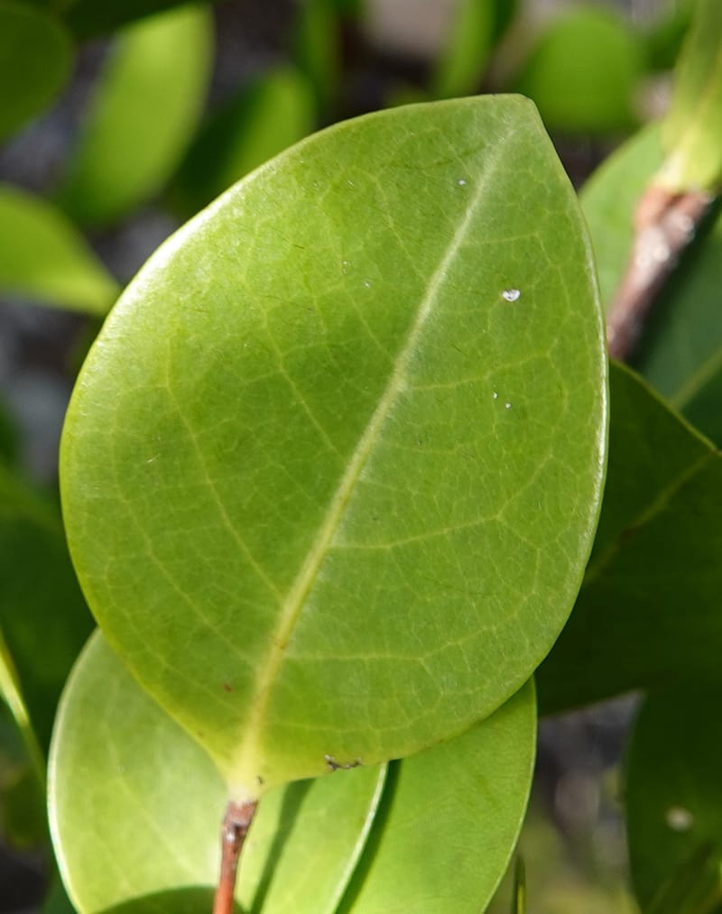 Chrysobalanus icaco--Belize. Belize Distr. Ambergris Caye. Secret Beach. 13 Jun 2019. DSC09714 (724).JPG