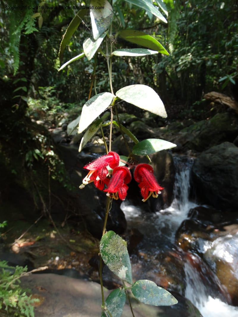 Aeschynanthus, Davidson, C 12673--Sabah. Danum Valley. 4 Oct 2014. DSC01741 (182).JPG