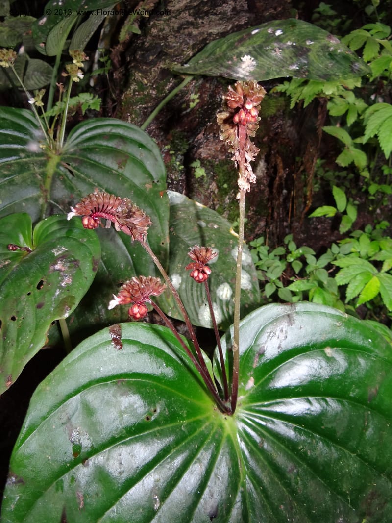 Monophyllaea horsfieldii, S.98860--Sarawak. Fairy Cave. 27 Mar 2012. DSC05628 (11).JPG