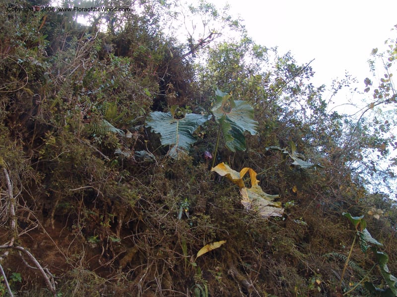 Anthurium gualeanum, Croat93239--Ecuador. Prov. Pichincha. Old hwy Quito to Sto. Domingo.   12 Aug 04. 027.jpg